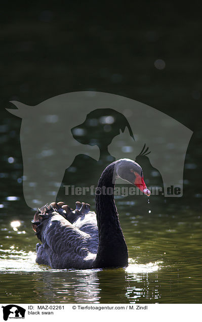 black swan / MAZ-02261