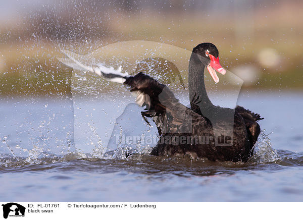 black swan / FL-01761