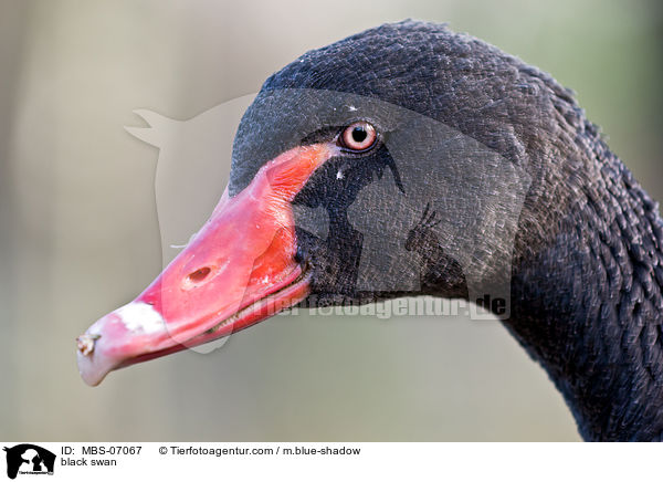 black swan / MBS-07067