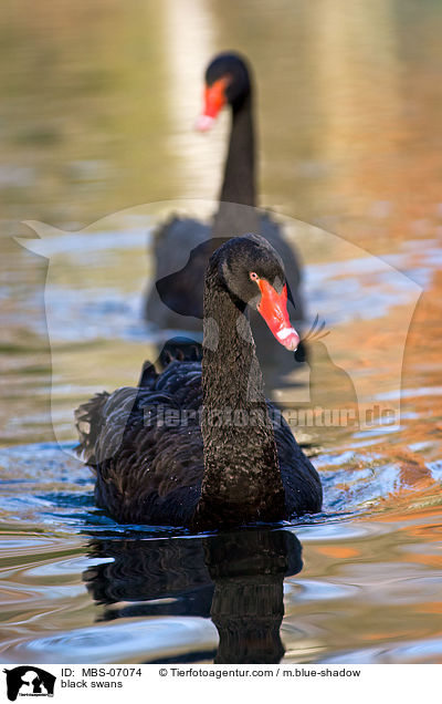 black swans / MBS-07074