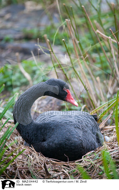 black swan / MAZ-04442
