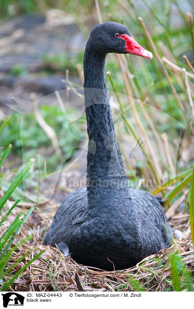 black swan / MAZ-04443