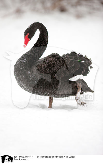 black swan / MAZ-04447