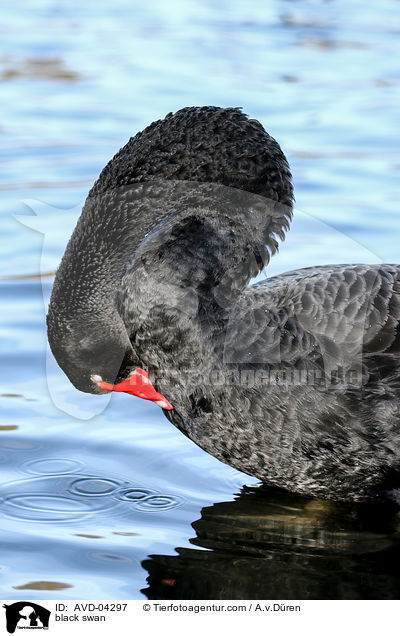 black swan / AVD-04297