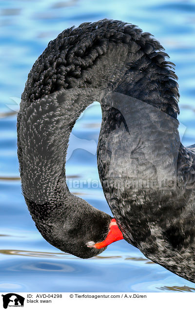 black swan / AVD-04298