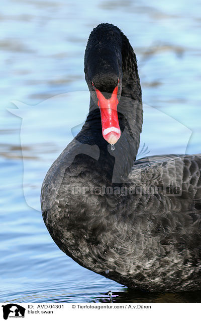 black swan / AVD-04301