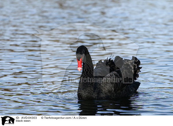 black swan / AVD-04303