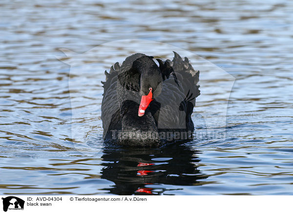 black swan / AVD-04304