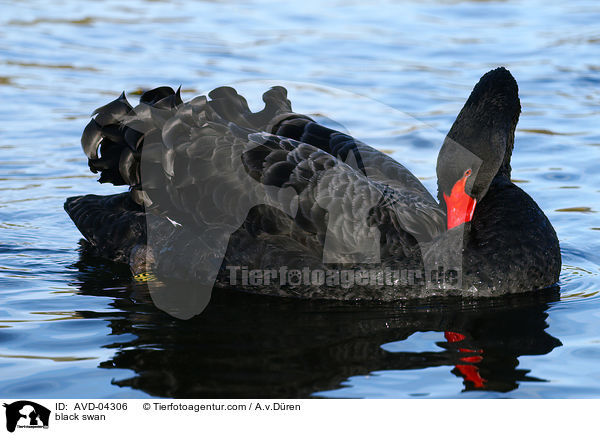 black swan / AVD-04306
