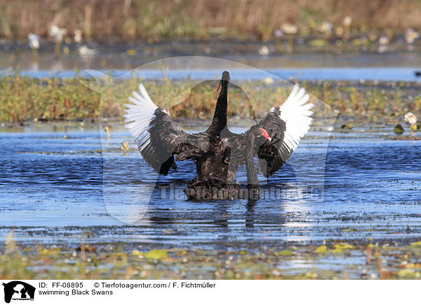 swimming Black Swans / FF-08895