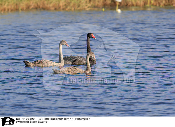 swimming Black Swans / FF-08899