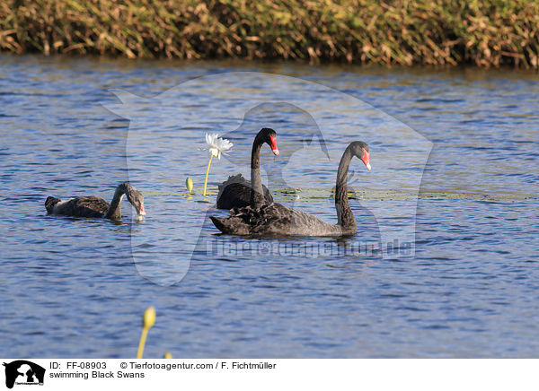 swimming Black Swans / FF-08903