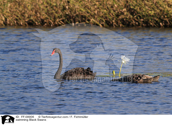swimming Black Swans / FF-08906