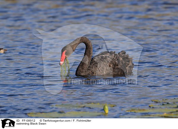 swimming Black Swan / FF-08912
