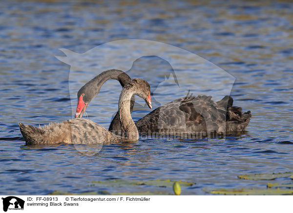 swimming Black Swans / FF-08913