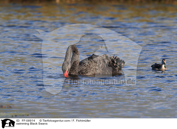 swimming Black Swans / FF-08914