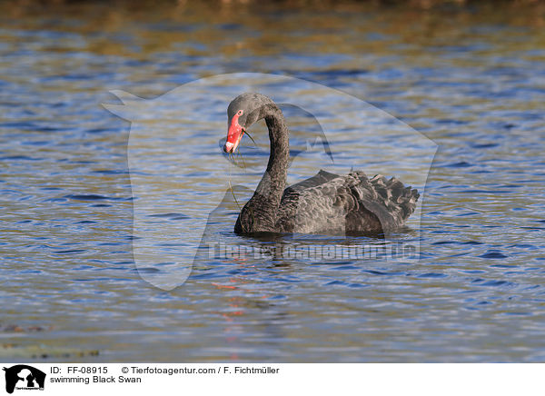 swimming Black Swan / FF-08915