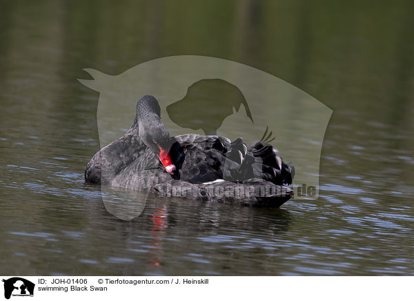 swimming Black Swan / JOH-01406