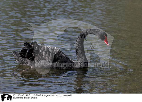 schwimmender Trauerschwan / swimming Black Swan / JOH-01407