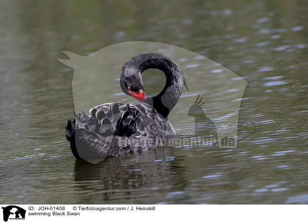 swimming Black Swan / JOH-01408
