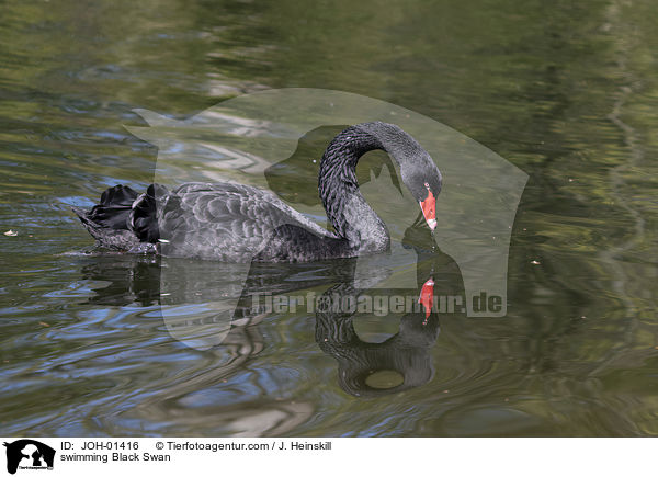 swimming Black Swan / JOH-01416
