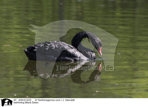 schwimmender Trauerschwan / swimming Black Swan / JOH-01423