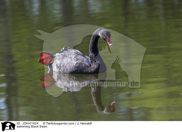 swimming Black Swan / JOH-01424