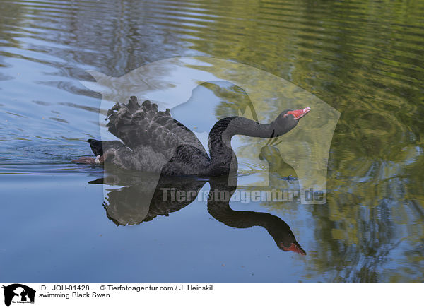 schwimmender Trauerschwan / swimming Black Swan / JOH-01428
