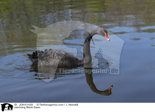 swimming Black Swan / JOH-01429