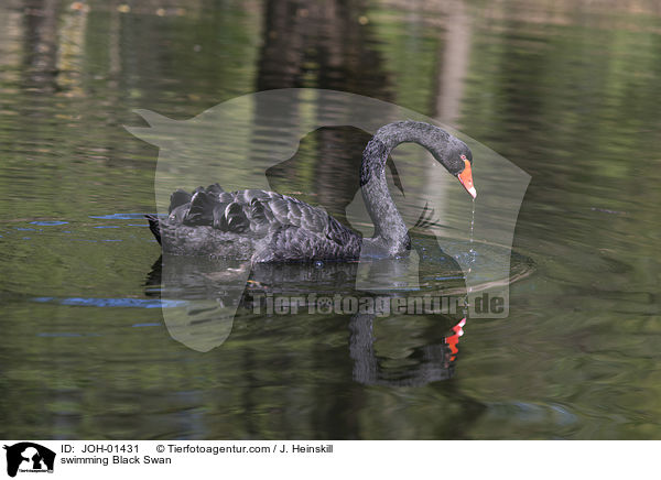 schwimmender Trauerschwan / swimming Black Swan / JOH-01431