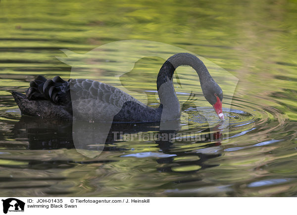 swimming Black Swan / JOH-01435