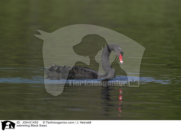 schwimmender Trauerschwan / swimming Black Swan / JOH-01450