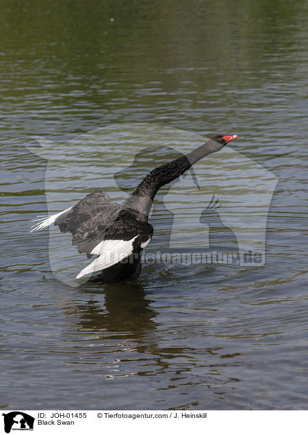 Trauerschwan / Black Swan / JOH-01455