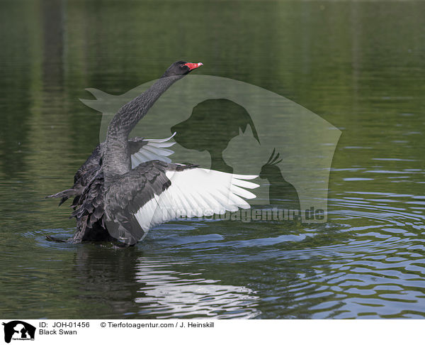 Black Swan / JOH-01456