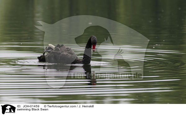 schwimmender Trauerschwan / swimming Black Swan / JOH-01459