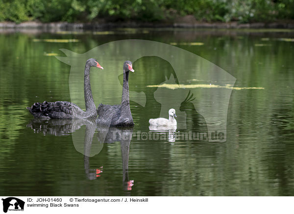 swimming Black Swans / JOH-01460
