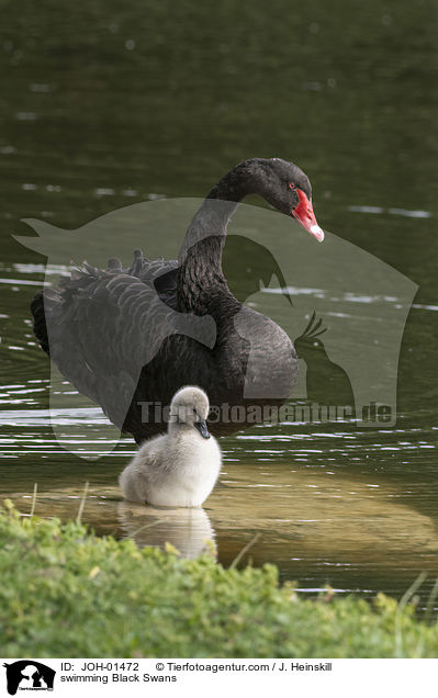 swimming Black Swans / JOH-01472