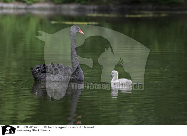 schwimmende Trauerschwne / swimming Black Swans / JOH-01473