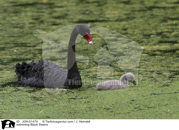 swimming Black Swans / JOH-01474