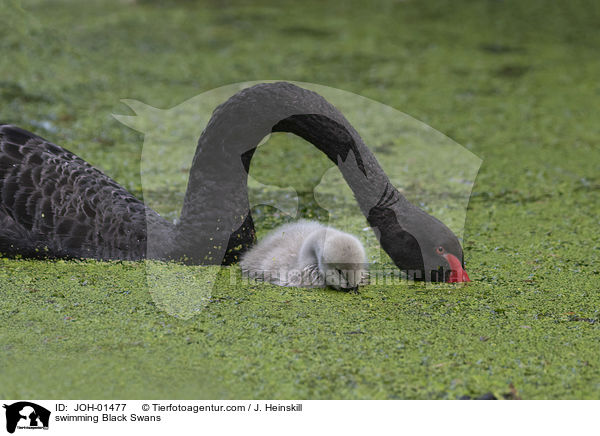 swimming Black Swans / JOH-01477