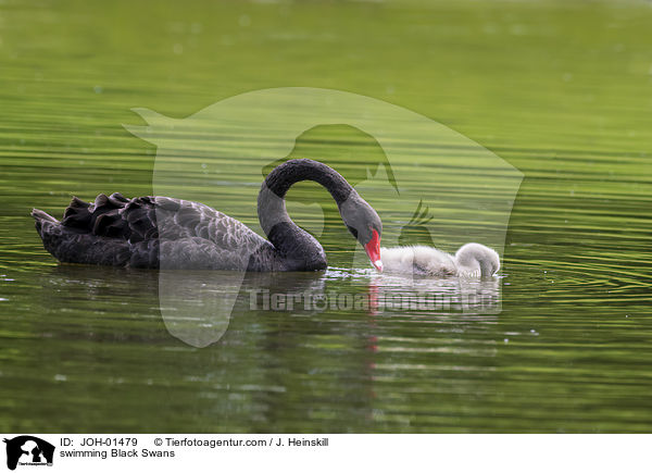 swimming Black Swans / JOH-01479