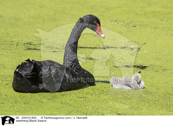 swimming Black Swans / JOH-01483