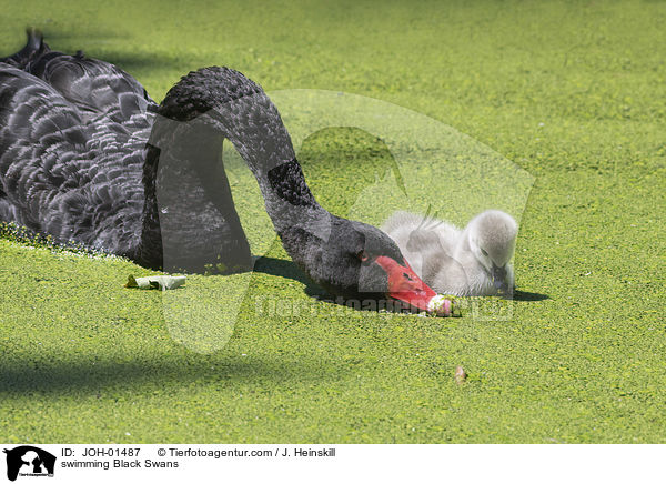 swimming Black Swans / JOH-01487