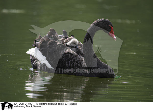 schwimmende Trauerschwne / swimming Black Swans / JOH-01489