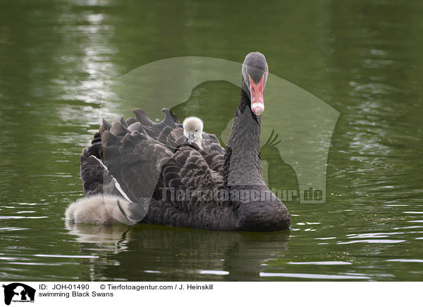 swimming Black Swans / JOH-01490