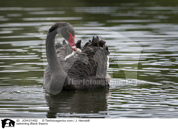 swimming Black Swans / JOH-01492