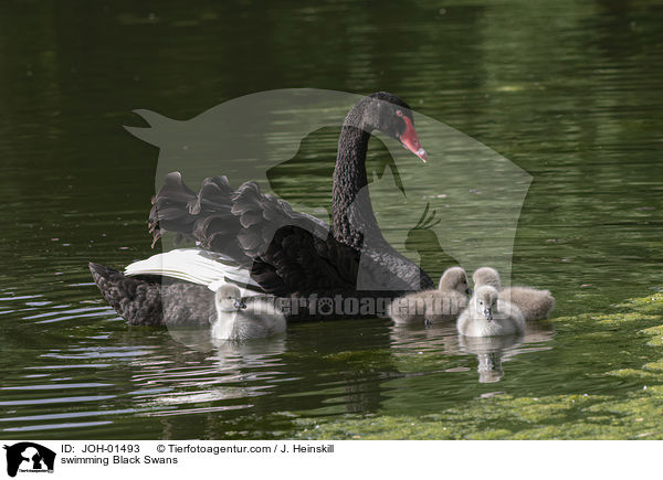swimming Black Swans / JOH-01493