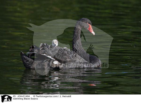 swimming Black Swans / JOH-01494