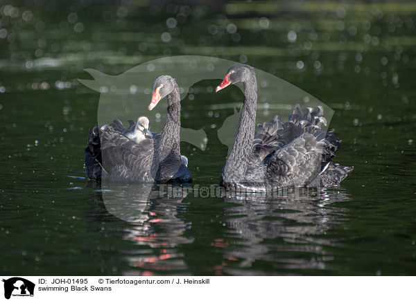 schwimmende Trauerschwne / swimming Black Swans / JOH-01495
