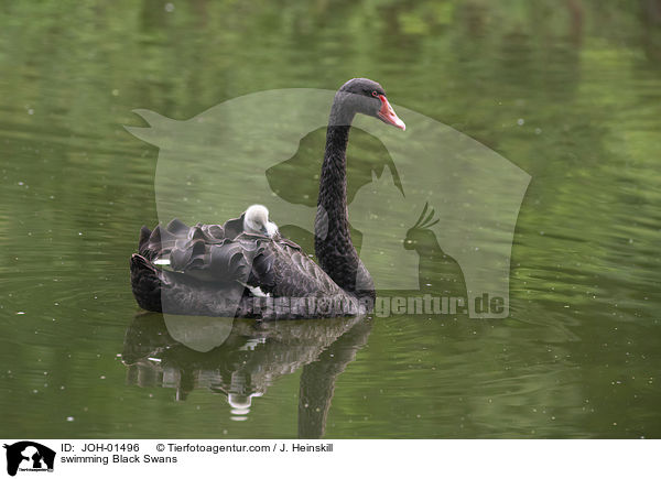 swimming Black Swans / JOH-01496